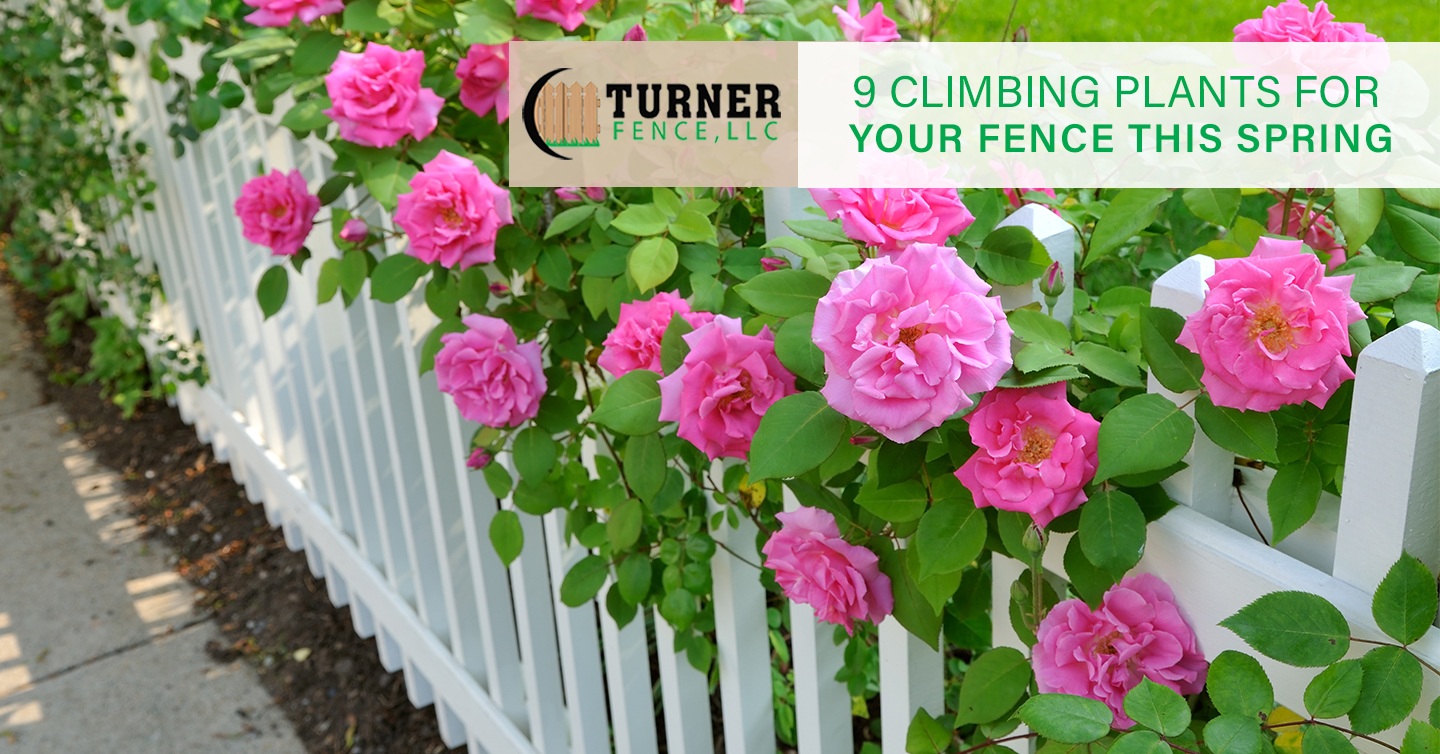 You are currently viewing 9 Climbing Plants for Your Fence This Spring